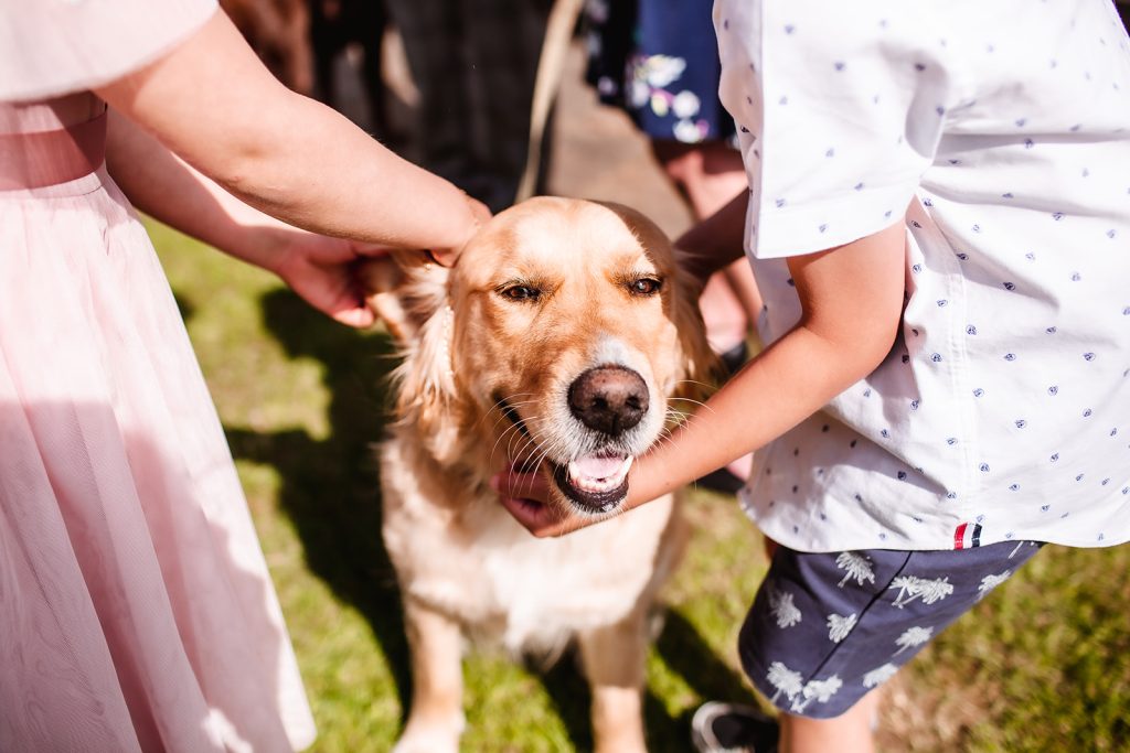 dog at the wedding