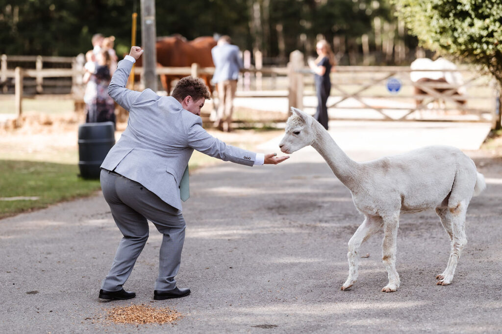 A person in a light gray suit energetically feeds a white alpaca on a paved path outdoors, with scattered feed on the ground and people in the background near a wooden fence.