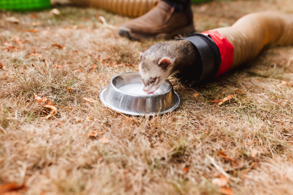 A ferret emerges from a tube on dry grass and drinks from a metal bowl. Part of a persons shoe is visible in the background.